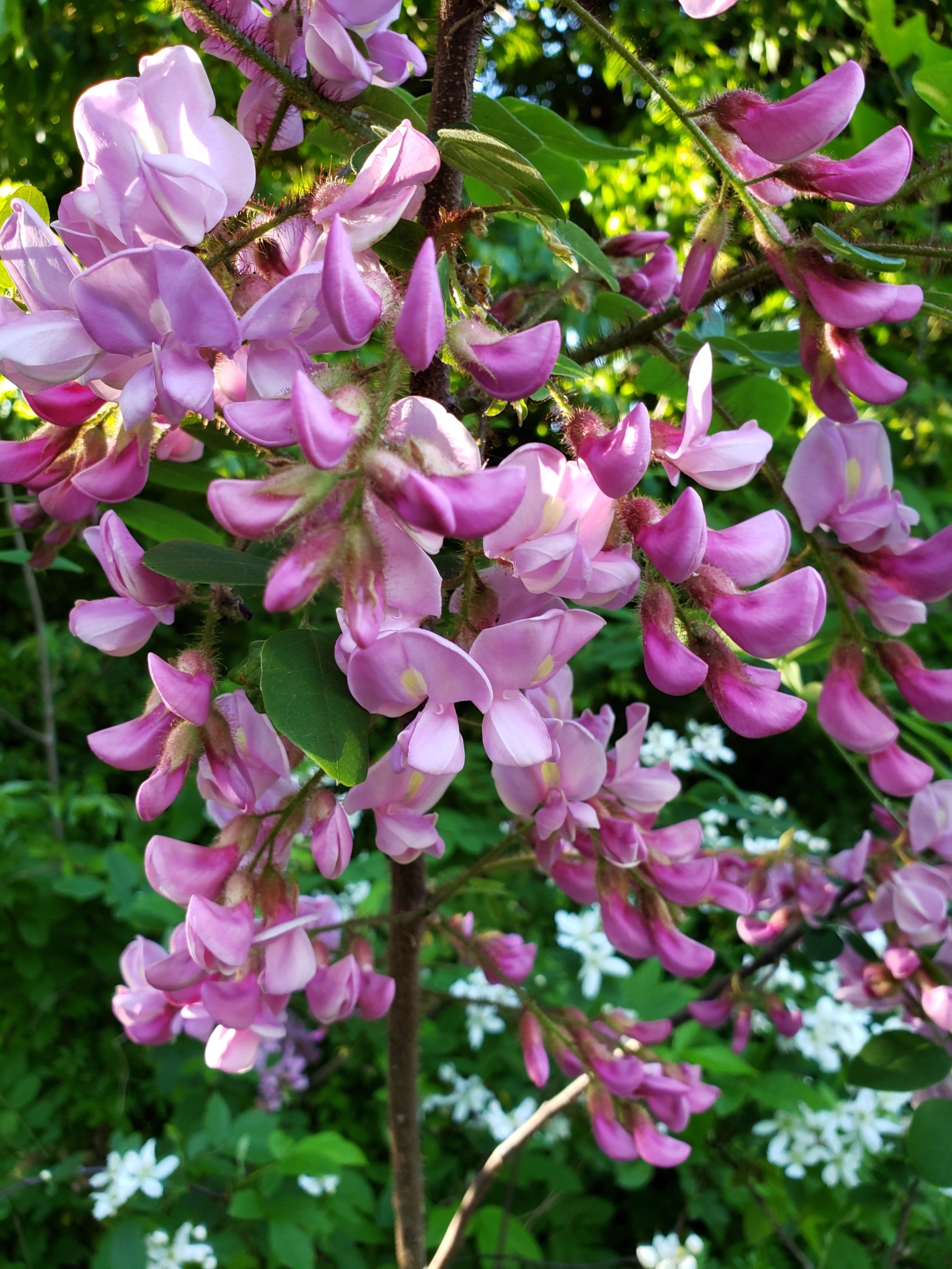 Robinia hispida var. hispida