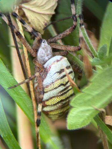 Wasp Spider
