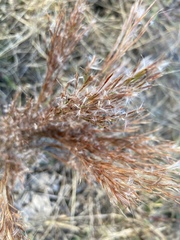 Schizachyrium spicatum