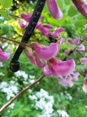 Robinia hispida hispida