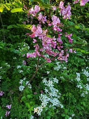 Robinia hispida hispida
