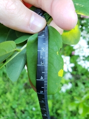 Robinia hispida hispida