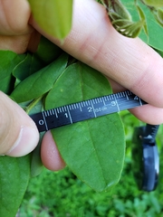 Robinia hispida hispida