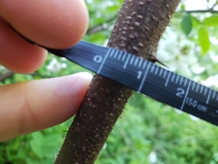 Robinia hispida hispida