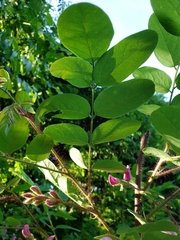 Robinia hispida hispida