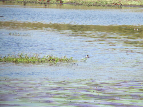 Madagascar Grebe (Tachybaptus pelzelnii), photo 2