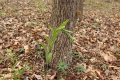 Polygonatum biflorum biflorum