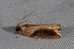 Statherotis pendulata