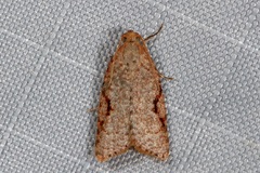 Meritastis piperata
