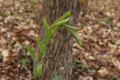 Polygonatum biflorum biflorum