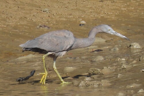 Pacific Reef Heron