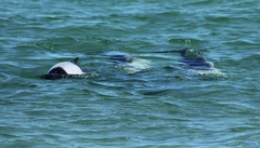 Cephalorhynchus commersonii