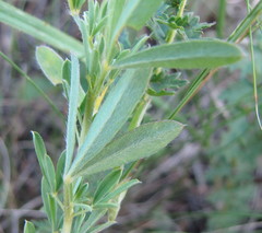Chamaecytisus austriacus