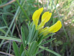 Chamaecytisus austriacus