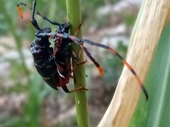 Trachyderes succinctus