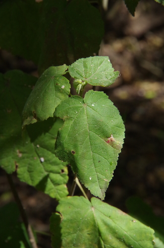Image of Rio Grande Ayenia (Ayenia limitaris) by (c) Eric Knight, some rights reserved (CC BY)