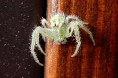 Heriaeus hirtus