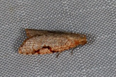 Meritastis piperata