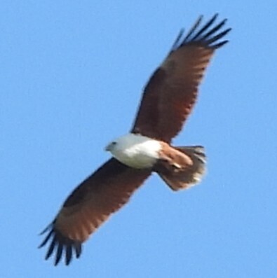 Brahminy Kite (Australasian)