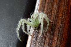Heriaeus hirtus