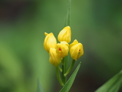 Cephalanthera falcata