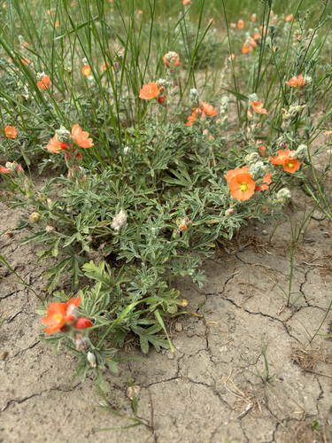 Scarlet Globemallow