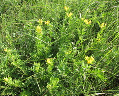 Chamaecytisus austriacus