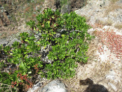 Munzothamnus blairii