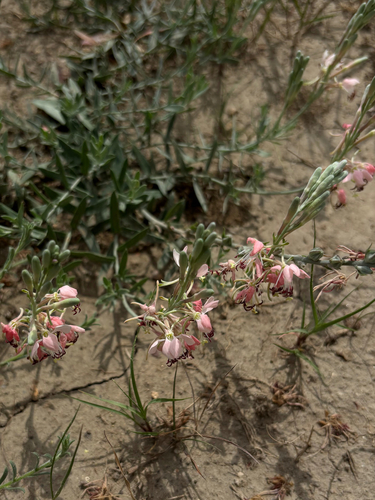 Scarlet Beeblossom