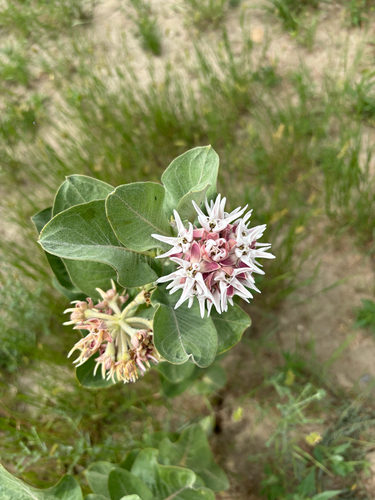 showy milkweed