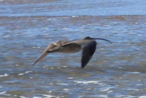 Far Eastern Curlew