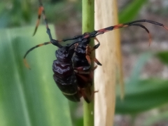 Trachyderes succinctus