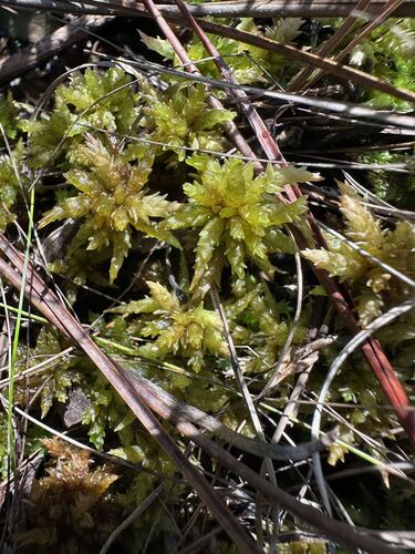 Sphagnum perichaetiale observed 2026-08-03