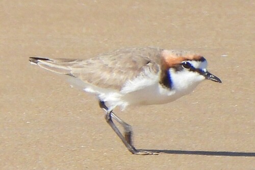 Red-capped Plover