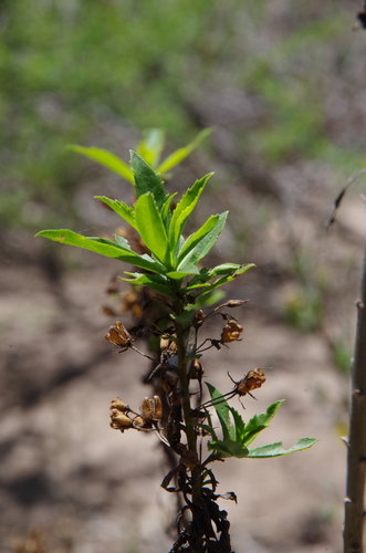 Capraria mexicana (Capraria mexicana)