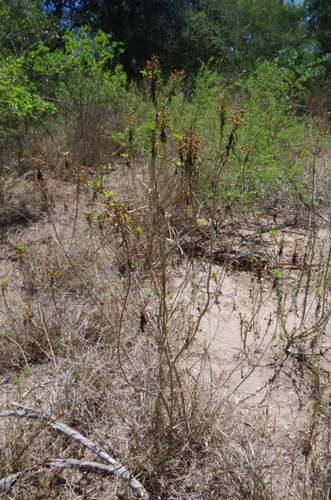 Image of Capraria mexicana by (c) Eric Knight, some rights reserved (CC BY)