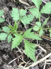 Rubus pubescens
