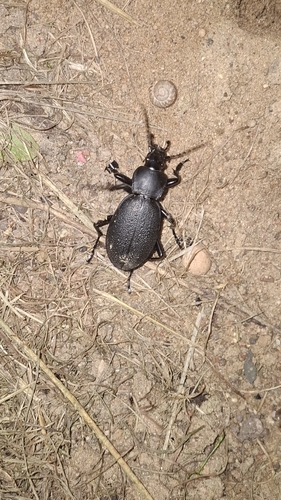 Leather Beetle
