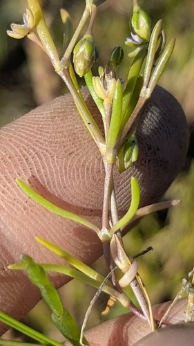 Spergularia canadensis, 2026-08-04