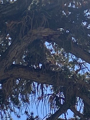 iNaturalist observation photo of Sooty Grouse