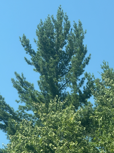 eastern white pine