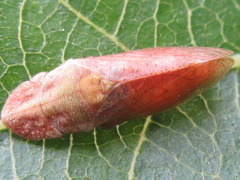 Petalocephala engelhardti