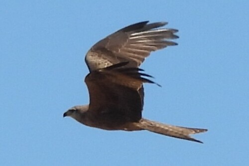 Fork-tailed Kite