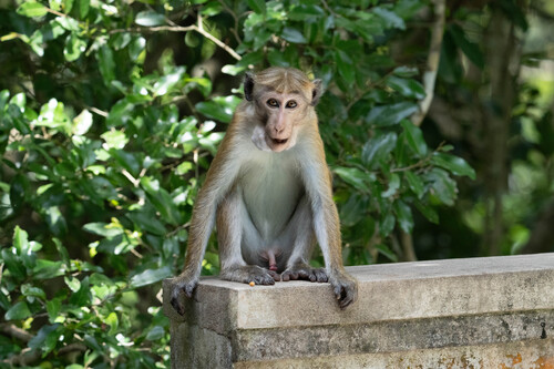 Toque Macaque
