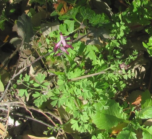Common Fumitory