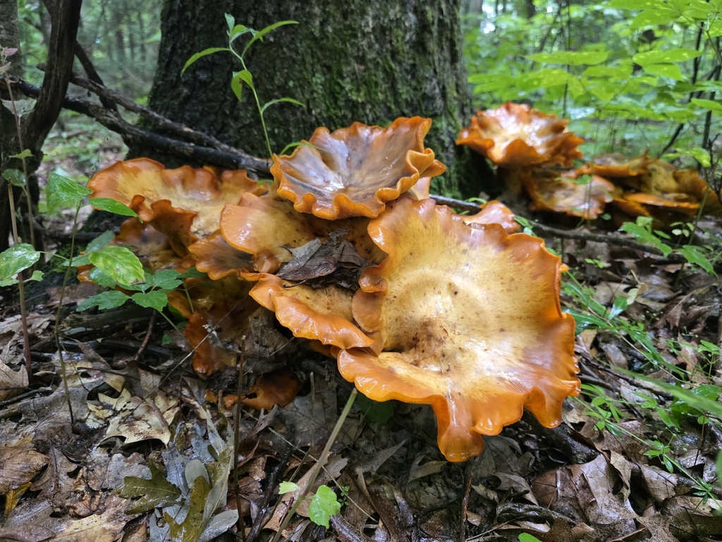 Eastern American jack-o'-lantern · August 2026 · photo: Photo: (c) Andy Deans, some rights reserved (CC BY) · iNaturalist