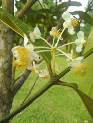 Calophyllum soulattri