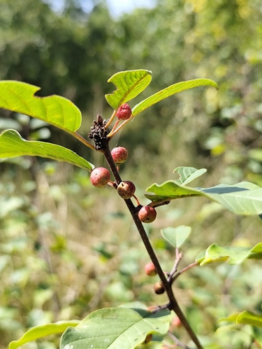 alder buckthorn