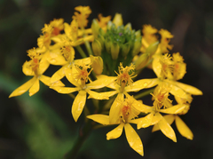 Epidendrum aura-usecheae