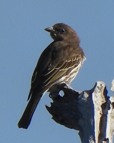 Australasian Figbird